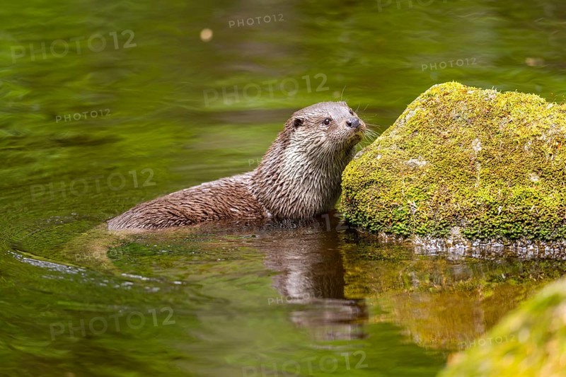 Eurasian otter (Lutra lutra) on the edge of a little lake in a forest, Bavaria, Germany