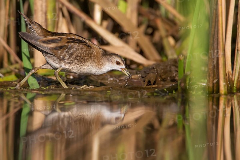 Little Crake (Porzana parva) female foraging, Saxony, Germany