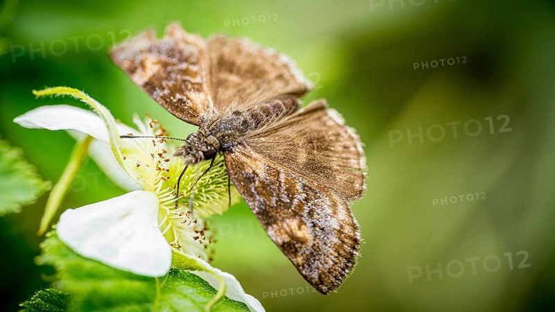 A close-up image capturing a moth engaged in pollinating the vibrant white flower, highlighting intricate details of both the moth and the plant