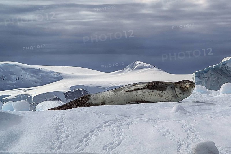 Antarctica, Cierva Cove, leopard, speeding, iceberg, bay, animals, mammals