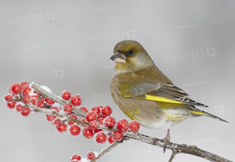 European Greenfinch (Chloris chloris), Mecklenburg-Western Pomerania, Deutschland