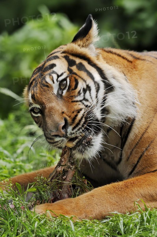 Sumatran tiger (Panthera tigris sumatrae), feeding, captive, occurring on Sumatra, Indonesia