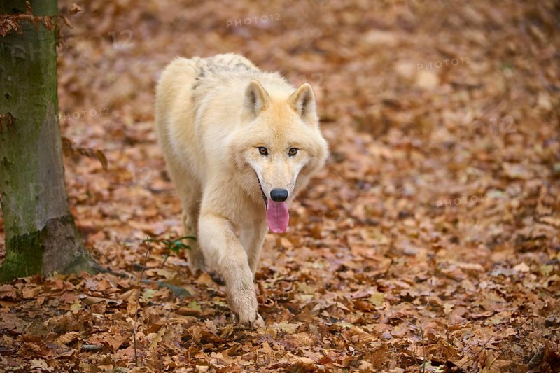 A wolf walks through the autumn forest with leaves on the ground, Arctic wolf (Canis lupus arctos), Germany