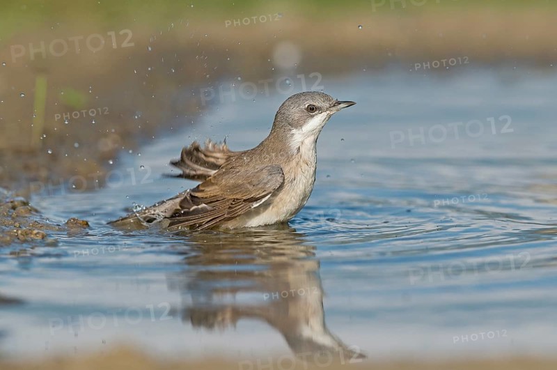 Lesser Whitethroat (Sylvia curruca) at waterhole, Aosta Valley, Italy