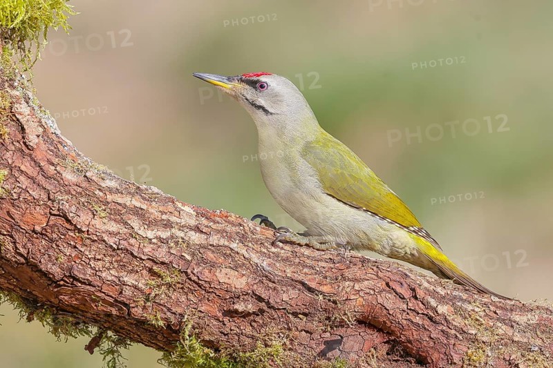 Grey-headed woodpecker (Picus canus), or lesser spotted woodpecker, male, sitting on a thick branch, Wildlife, woodpeckers, nature photography, Neunkirchen, spring, Siegerland, North Rhine-Westphalia, Germany