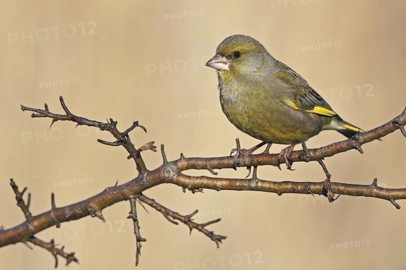 European Greenfinch (Chloris chloris), Saxony-Anhalt, Germany