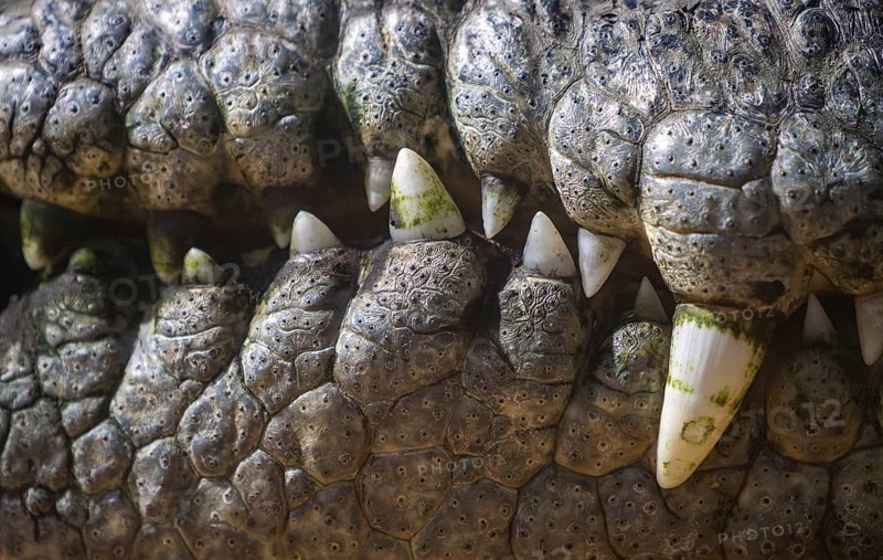 A detailed close-up of a Nile crocodile's jaw, highlighting its textured skin and sharp, prominent teeth