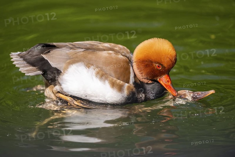 Red-crested pochard (Netta rufina) male and female pairing in lake in summer, Bavaria, Germany