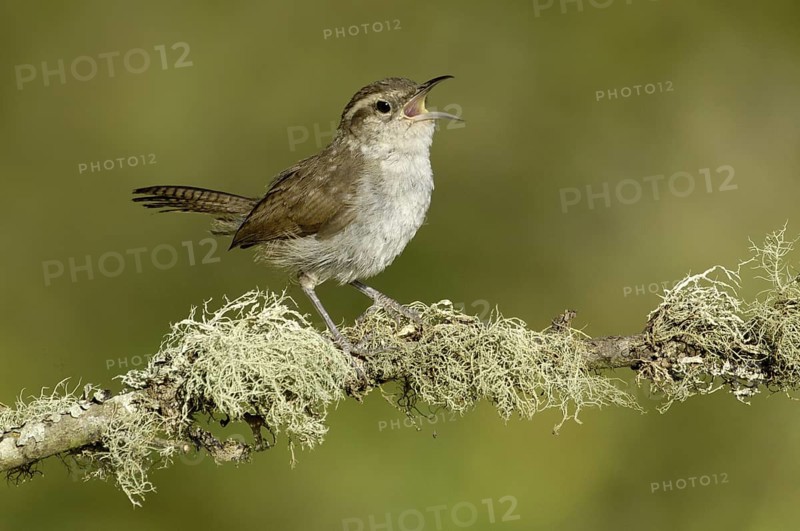 Bewick's Wren (Thryomanes bewickii) singing, Oregon, USA