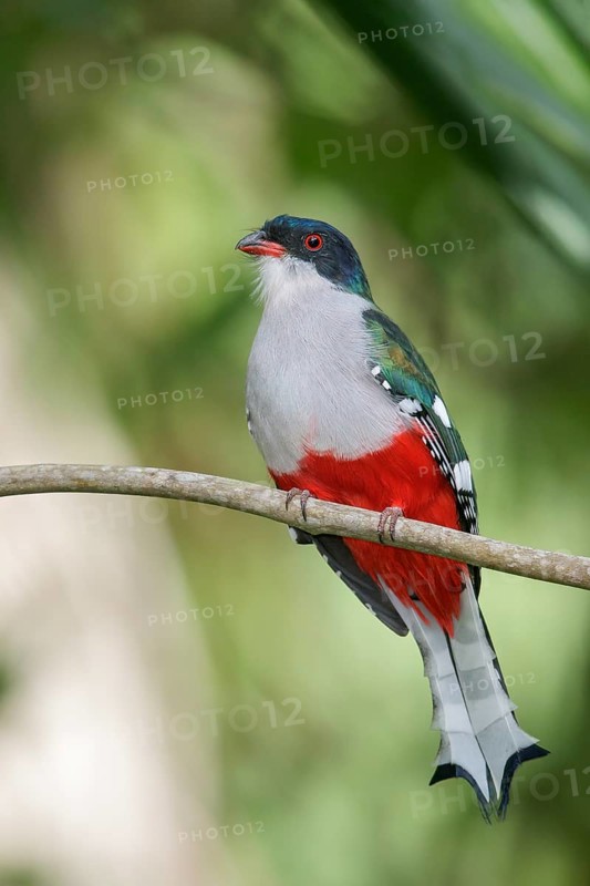 Cuban Trogon (Priotelus temnurus) perched on a branch in Cuba