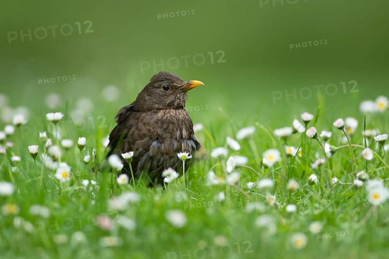 European blackbird (Turdus merula) adult female garden bird on a grass lawn with daisy flowers in summer, Suffolk, England, United Kingdom