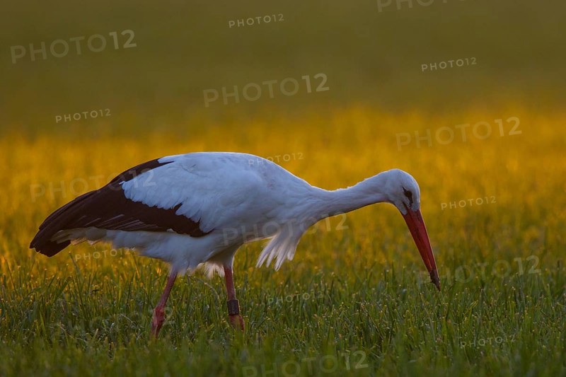 White Stork (Ciconia ciconia) foraging, North Rhine-Westphalia, Germany