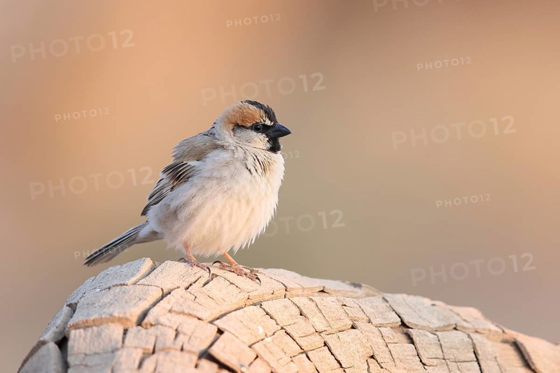 Saxaul Sparrow (Passer ammodendri) male, Oemnoe Gobi, Mongolia