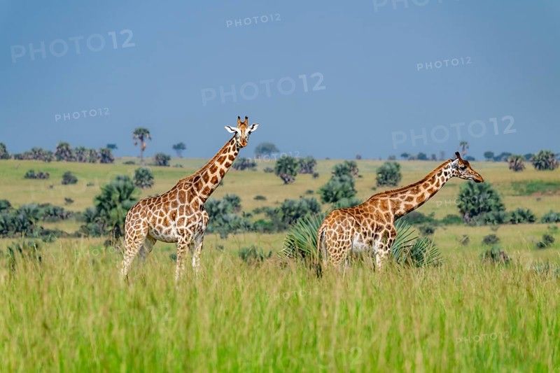Rothschild's giraffes (Giraffa camelopardalis rothschildi) in green grass, Murchison Falls National Park, Uganda