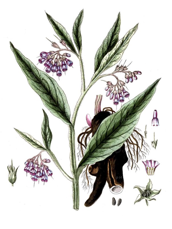 Symphytum officinale, common comfrey, digital reproduction of a historical original, between 1790 and 1810
