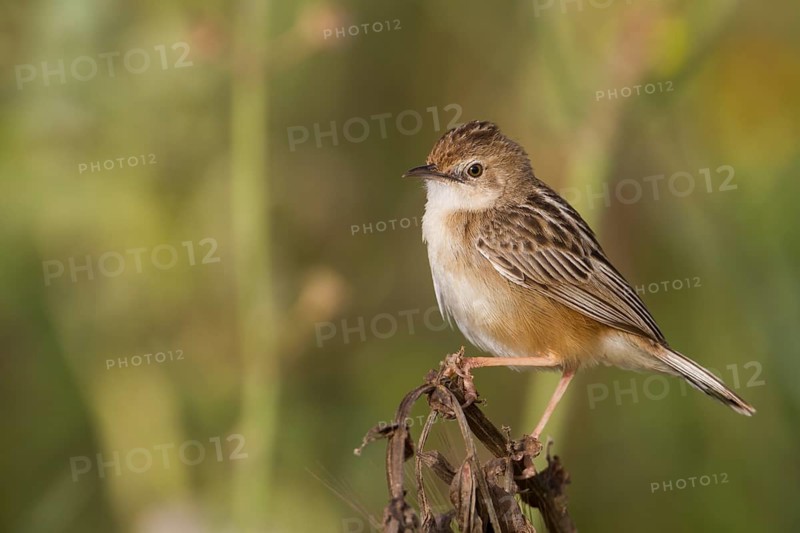 Zitting Cisticola - Zistensänger - Cisticola juncidis ssp. cisticola, Morocco