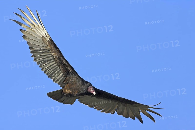 Turkey Vulture (Cathartes aura), Florida, USA