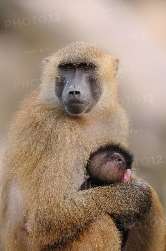 A baboon mother holds a baby in her arms and shows affection, Guinea baboon (Papio papio), captive, Germany