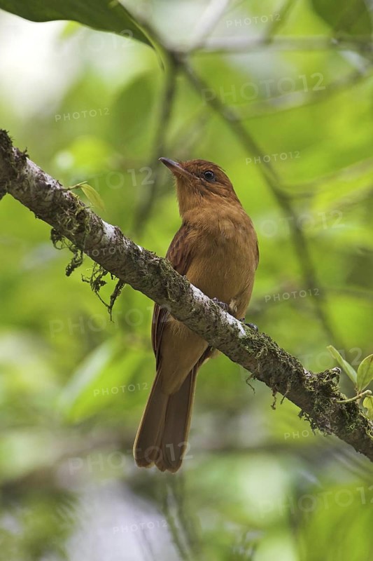 Rufous Mourner (Rhytipterna holerythra), Costa Rica
