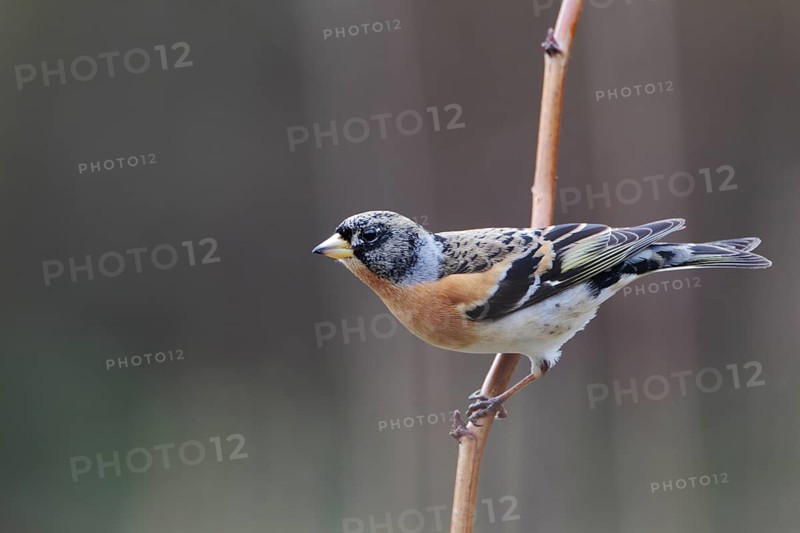 Bergfink; lat. Fringilla montifringilla; Männchen an einem senkrechten Halm sitzend