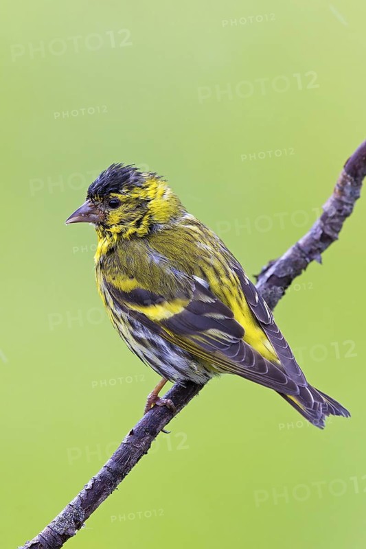 Siskin, (Carduelis spinu), animals, birds, siskin, subfamily of goldfinches, Varanger Bird Park, Finnmark, Norway