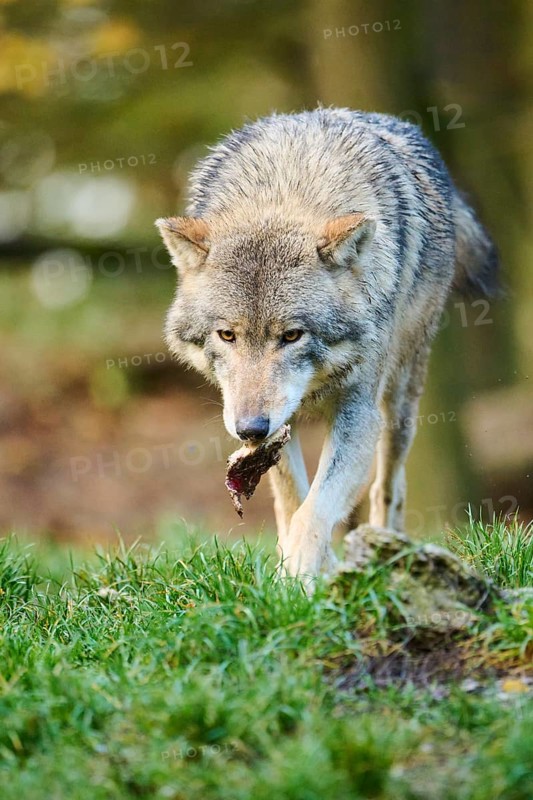 Eastern wolf (Canis lupus lycaon) walking on a meadow, Bavaria, Germany