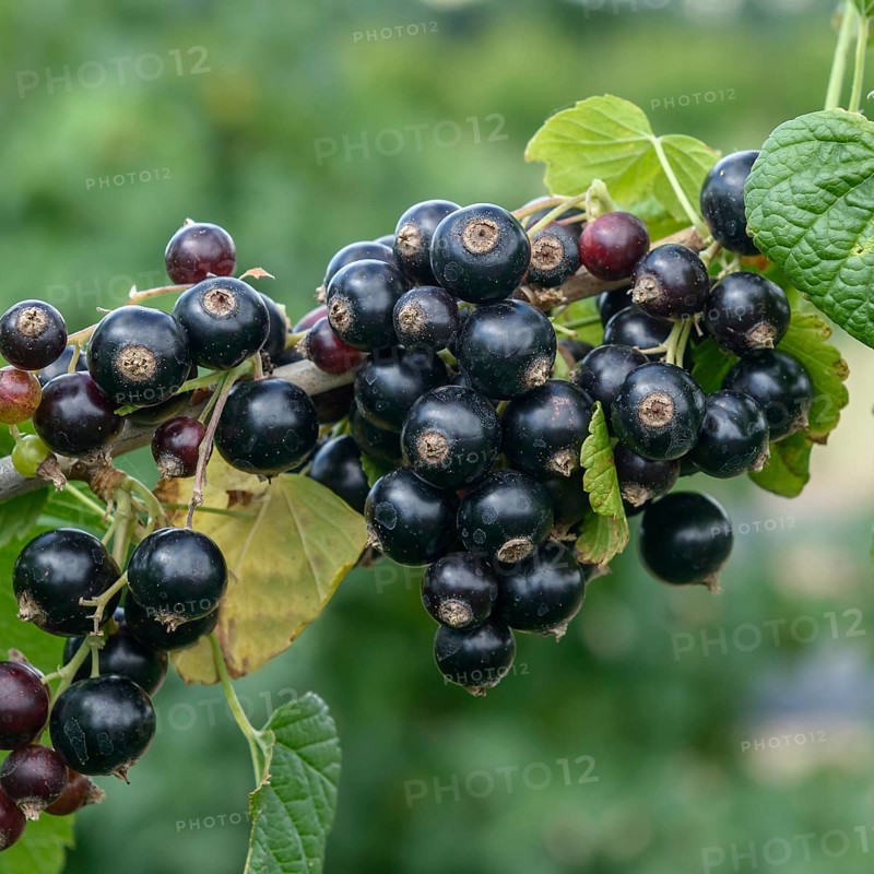 Black currant (Ribes nigrum 'Ben Alder'),  Germany