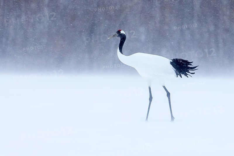 Red-crowned Crane (Grus japonensis), Hokkaido, Japan