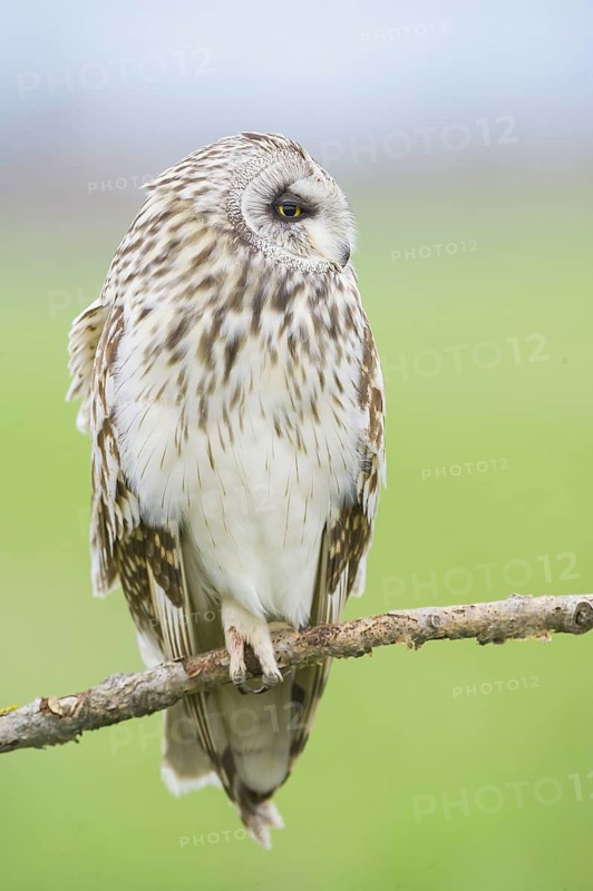Short-eared Owl (Asio flammeus) perched on a branch, Emilia-Romagna, Italy