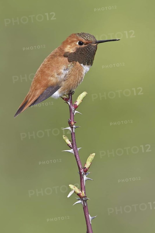 Rufous Hummingbird (Selasphorus rufus), British Columbia, Canada