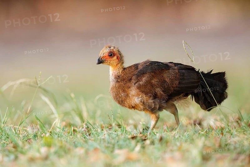 Australian Brushturkey (Alectura lathami) juvenile, Queensland, Australia