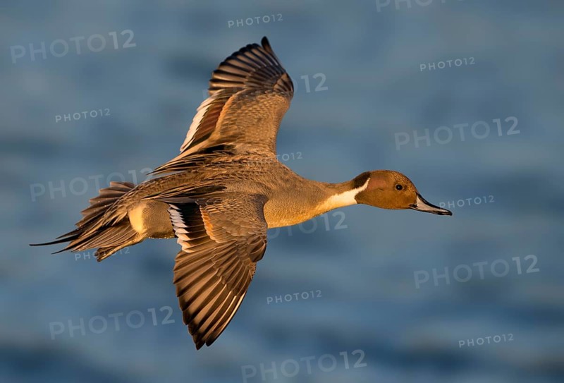 Northern Pintail (Anas acuta) male flying, British Columbia, Canada