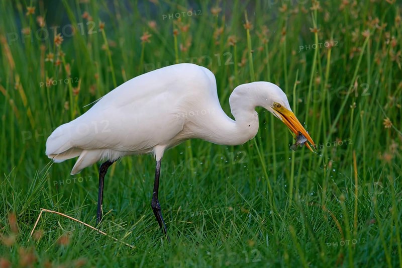 Asian Intermediate Egret, Intermediate Egret, Egretta intermedia, Mesophoyx intermedia, Aigrette intermédiaire, Héron intermédiaire, Garceta intermedia Salalah, Khawr Rawri, Dhofar, Oman