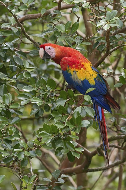 Scarlet Macaw (Ara macao), Costa Rica