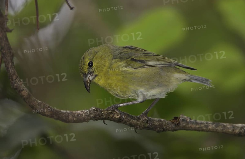 Kauai Amakihi (Chlorodrepanis stejnegeri) female, Hawaii, USA