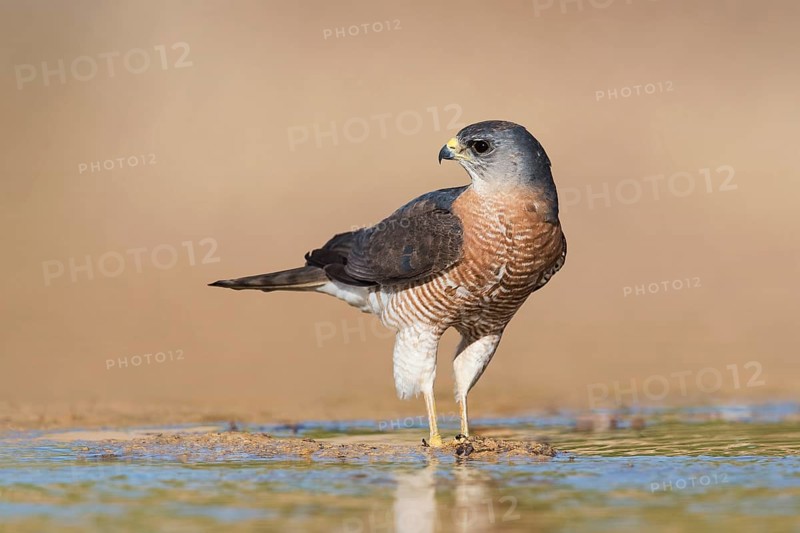 Levant Sparrowhawk (Accipiter brevipes) male, Eilat, Israel