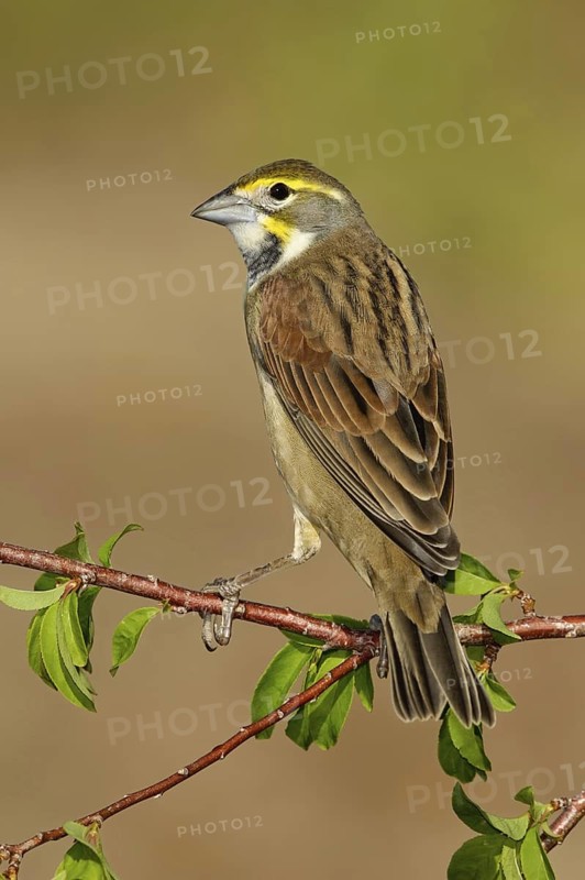 Dickcissel (Spiza americana), Texas, USA