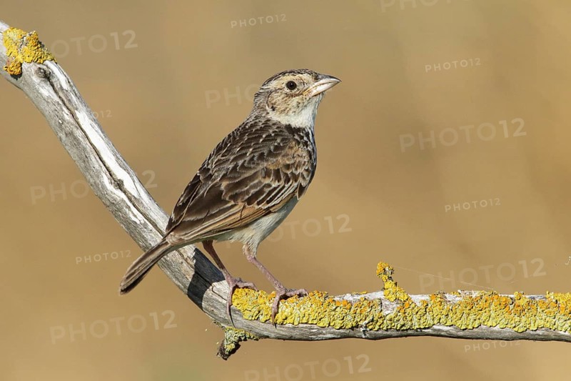 Horsfield's Bush Lark (Mirafra javanica) perched on a branch, Victoria, Australia