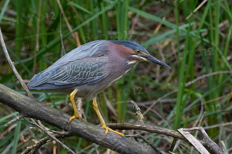 Green Heron (Butorides virescens), Yolo County California