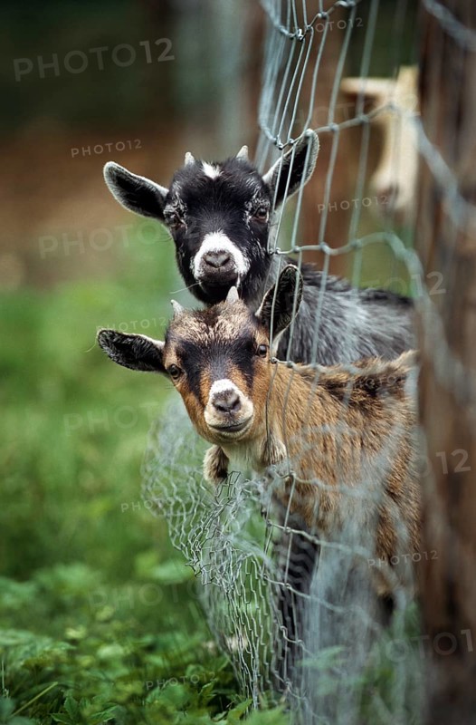 Two curious goats (Capra hircus) looking through wire fence