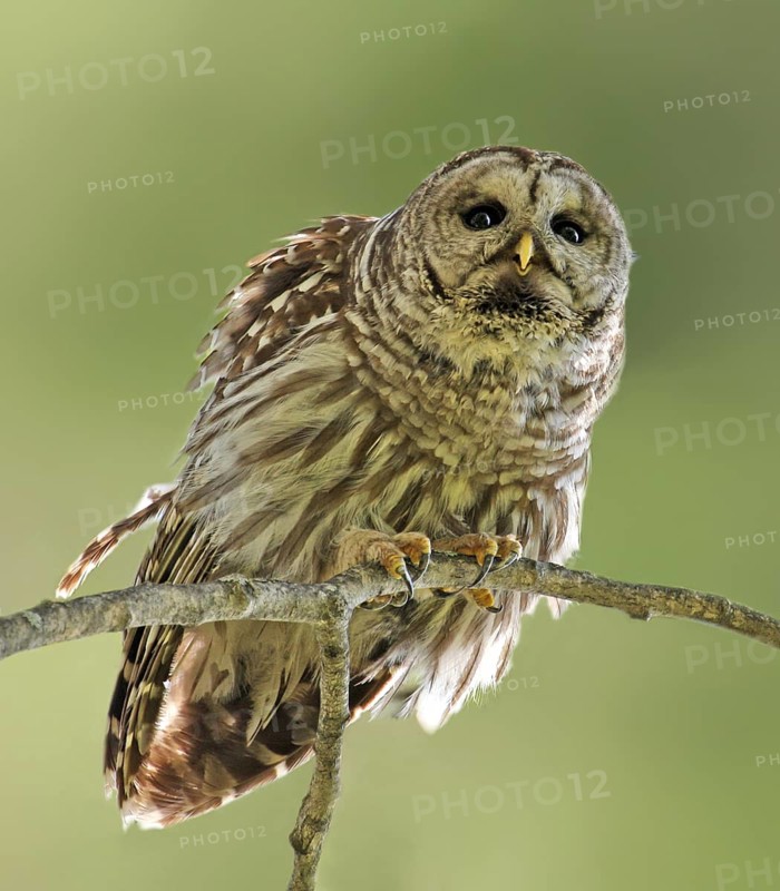 Barred Owl (Strix varia), Saskatchewan, Canada
