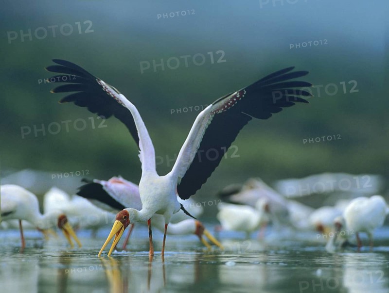 Yellow-billed Storks (Mycteria ibis), Kenya, Africa