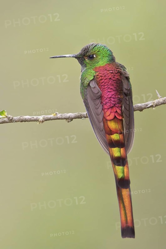Red-tailed Comet (Sappho sparganura) perched on a branch in Bolivia, South America