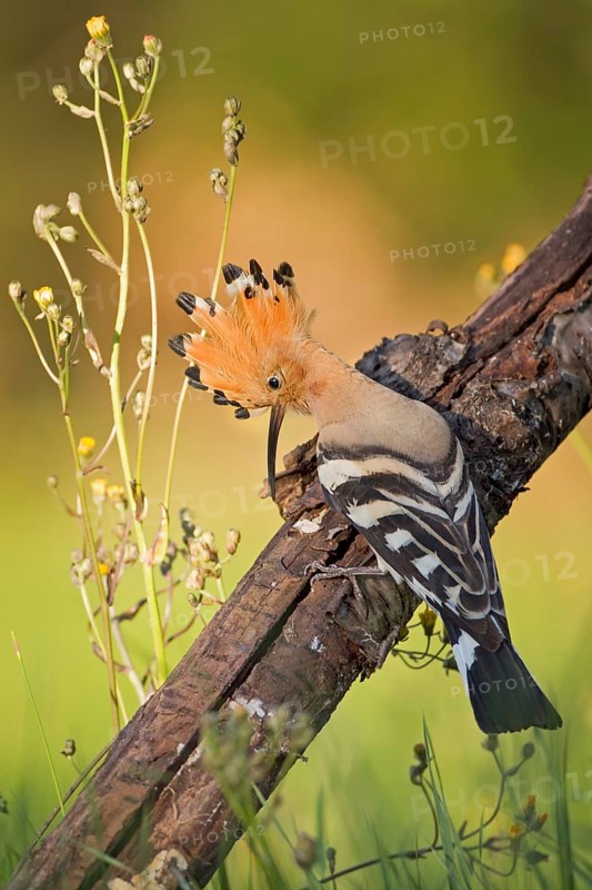 Eurasian Hoopoe (Upupa epops) male, Tuscany, Italy