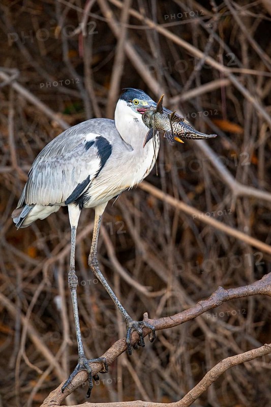Cocoi Heron (Ardea cocoi) Pantanal Brazil