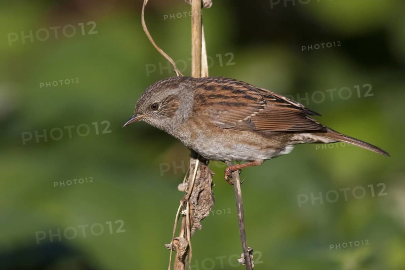 Dunnock - Heckenbraunelle - Prunella modularis ssp. modularis, Germany, adult