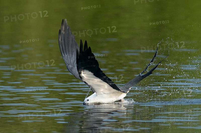 Swallow-tailed Kite (Elanoides forficatus) flying, Florida, USA