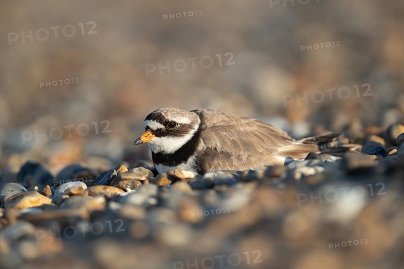 Ringed plover (Charadrius hiaticula) adult wading bird resting on a shingle beach, Suffolk, England, United Kingdom