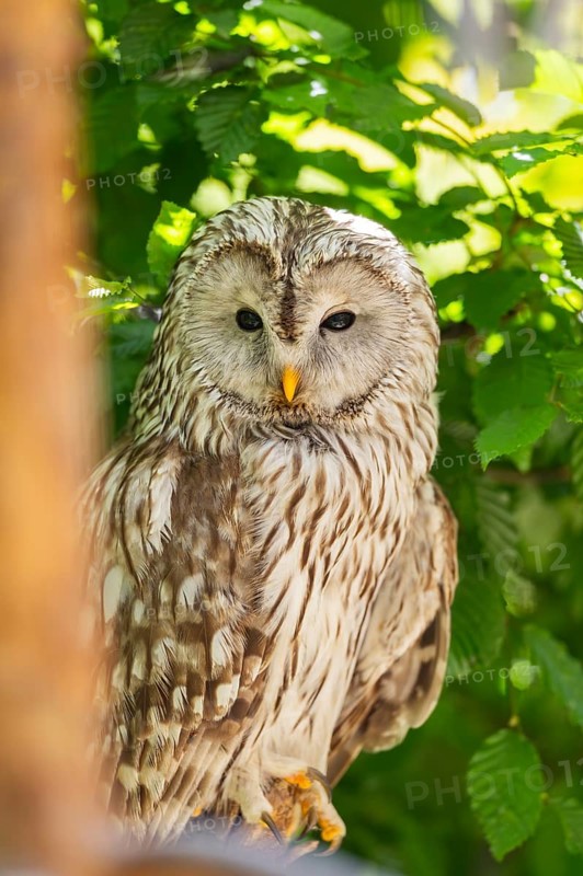 Ural Owl (Strix uralensis) sitting on a branch, Bavaria, Germany