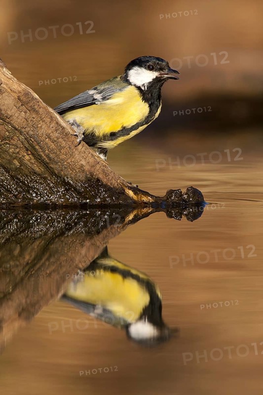 Great Tit (Parus major), Castile-La Mancha, Spain